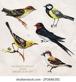 Vector set of naturalistic birds in watercolor style. Tit, Swift, sparrow and other birds. Watercolor sketch.