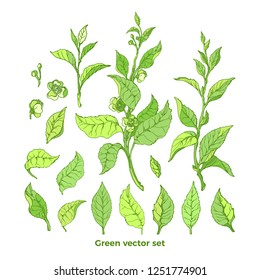 Vector set of nature branch, leaves, flower. Green tea bush. Natural drink Botanical organic collection Art graphic paint illustration Hand drawn summer sketch Floral simple design, isolate element