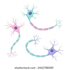 Vector set of neurons (nerve cell axon and myelin sheath svg