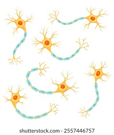 Vector set of neurons. Scientific illustration