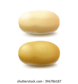 Vector Set of New Yellow Raw Whole Peeled and Unpeeled Potatoes Close up Isolated on White Background