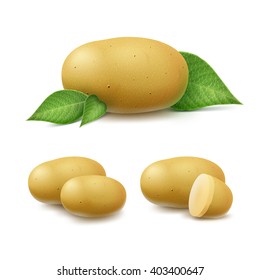 Vector Set of New Yellow Raw Whole Unpeeled and Sliced Potatoes with leaves Close up Isolated on White Background