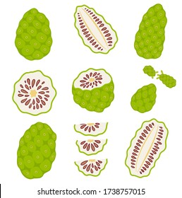 Vector set of Noni. Tropical exotic chopped and whole fruits. 
Isolated Morinda citrifolia