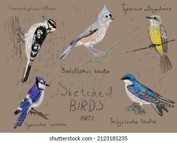 Vector set of North American birds with Latin ornithological names, hand-drawn on a vintage background.Imitation of a pencil sketch in color, realistic style, page from a bird-watching sketchbook