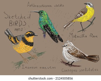 Vector set of North American birds with Latin ornithological names, hand-drawn on a vintage background. Page from a bird-watching sketchbook, imitation of a pencil sketch in color, realistic style.