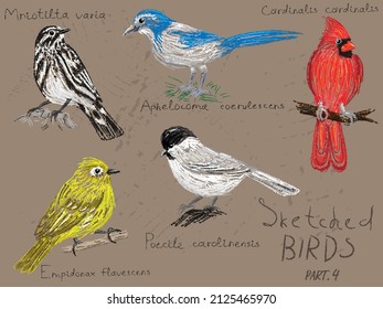 Juego de vectores de aves norteamericanas con nombres ornitológicos latinos, dibujados a mano en un fondo vintage.Página de un cuaderno de bocetos para observación de aves, imitación de moda de un boceto de lápiz en color, estilo realista