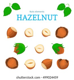 Vector set of nuts. Hazelnut nut fruit, whole, peeled, piece of half, walnut in shell, leaves. Collection of walnut nuts designer elements for use in packaging design projects flyer healthy eating