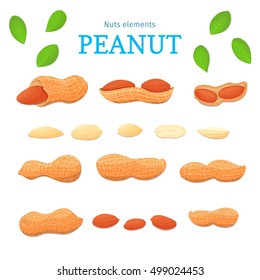 Vector set of nuts. Peanut nut fruit, whole, peeled, piece of half, walnut in shell, leaves. Collection of walnut nuts designer elements for use in packaging design projects flyer healthy eating