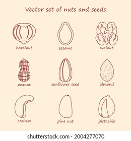 Vector set of nuts and seeds. Collection of line icons  hazelnut, sesame, walnut, peanut, sunflower seed, almond, cashew, pine nut, pistachio.