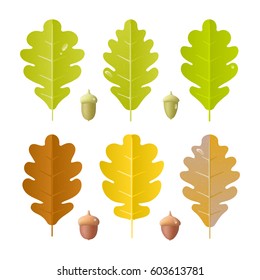 Vector set of oak leaves and acorns of different shapes