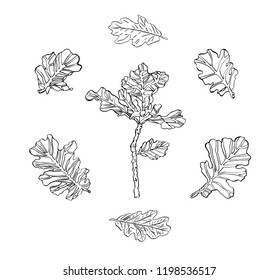 Vector Set of oak leaves with streaky and branch on white background