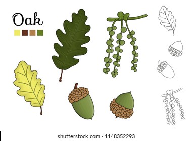 Vector set of oak tree elements isolated on white background. Botanical illustration of oak leaf, brunch, flowers, acorns, ament. Black and white clip art