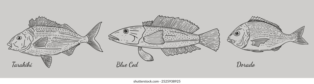 Conjunto vetorial de peixes oceânicos. Tarakihi, Dorado, Bacalhau Azul