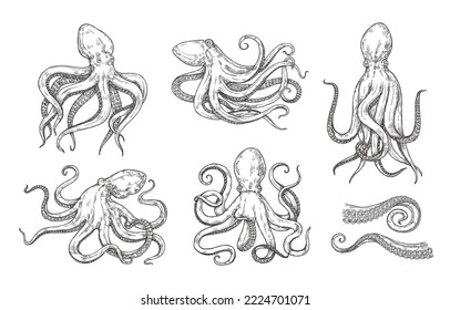 Vector set of octopuses in vintage style. Hand drawn seafood.