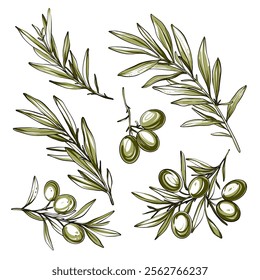 Vector set with olive branch. Can be used for food background, food composition. Hand drawn illustration.