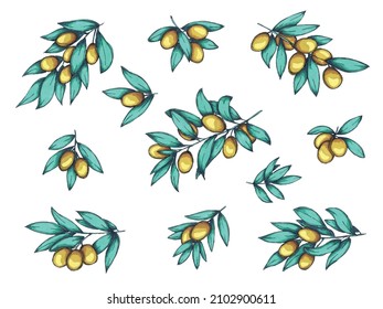 Vector set of olive branch illustration. Colorful hand drawn eco food clip art isolated on white background. For print, web, design, decor.