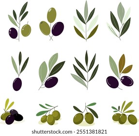 Vector conjunto de ramas de olivo con aceitunas verdes y oscuras. Para diseños mediterráneos, botánicos y de temática gastronómica. Ilustración minimalista de aceitunas modernas.