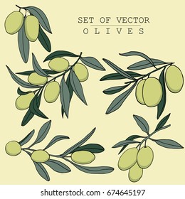 Vector set of olive branches. Hand drawing. Olive oil bottle design, print for textiles and kitchen. Natural product, agriculture, veganism