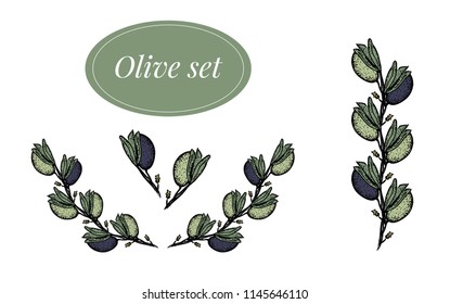 Vector set  with olive handrown elements.  Editable set for packaging design with olive branches.