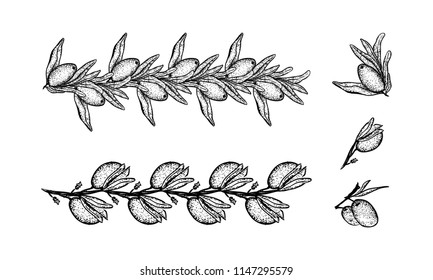 Vector set  with olive handrown elements.  Editable set for packaging design with olive branches.