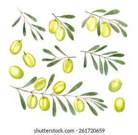 Vector set of olives brunches. Watercolor hand-drawn illustration with isolated images: green olives and leaves