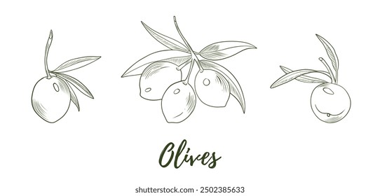 Vektorgrafik von Oliven Linie Kunst Illustration, Grafik Linie Kunst. Elegante Linie botanische Illustration. Ideal für jedes Design, Textil, Kunst, Wände, Paket