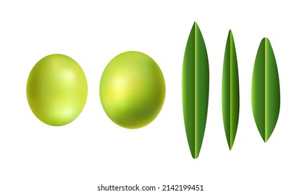 Vector set olives on white background, green berries isolated, vegan elements, grape icon, diet nutrition, italian fresh vegetables, spanish oil, organic raw supply, vitamin B