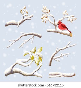 Vector set on winter branches with snow, birds. Red Cardinal on a background of falling snow