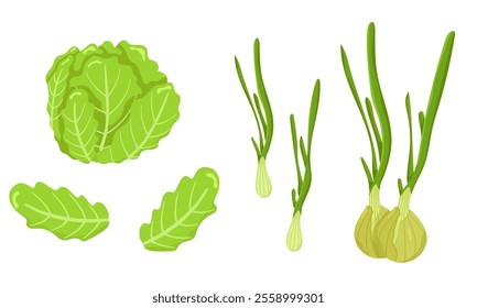 Vector set of onion and iceberg lettuce isolated on white background. Vegetarian food. Pictures for packaging design and culinary products. Ecological product. Picture of fresh greens from the garden.