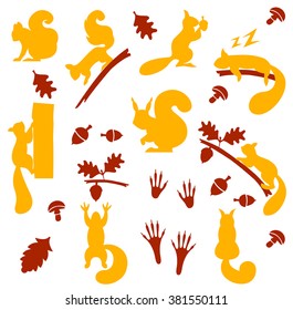 Vector set of orange furry squirrels with nuts isolated on white background. Squirrel sitting on a branch gnaws nut.