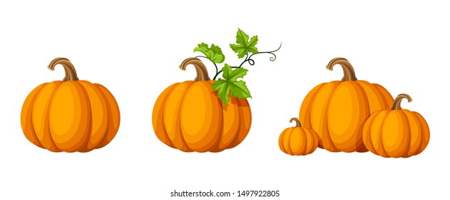 Vector set of orange pumpkins isolated on a white background.