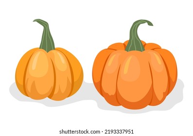 Vector set of orange pumpkins isolated on a white background. Autumn halloween pumpkin, vegetable graphic icon or print.