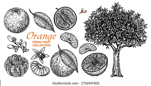 Vector set oranges hand drawn sketch. Hand drawn set of different kinds of citrus fruits. Food elements collection for design, Orange tree. Vector illustration.