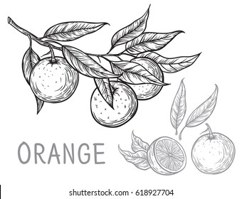 Vector set oranges hand drawn sketch. Sketch vector food illustration. Vintage style