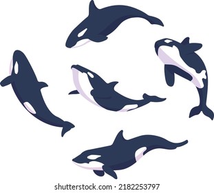 Vector set of orca whales, killer whale