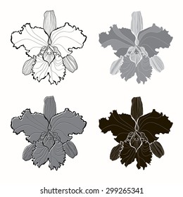  Vector set of  orchids  isolated on white background. Monochrome illustration, elements for design.