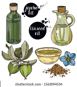 Vector set of Organic ingredients for cosmetic care oils. Linseed and jojoba oils. Use for cosmetic products