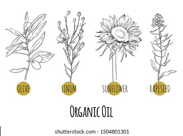 Vector set of organic oil plants sketches: olive, linseed, sunflower and rapeseed. Healthy food, bio, organic, natural product