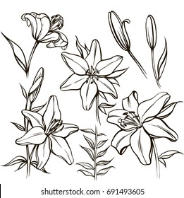 Vector set with ornate white Lily flower and bud in black and in color isolated on white. Linear silhouette of opening. Floral elements in contour style for summer design and coloring book.