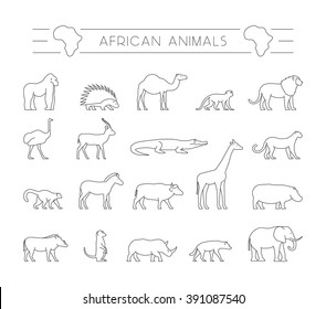 Vector set of outline African animals. Line silhouette of gorilla, warthog, porcupine and dromedary.