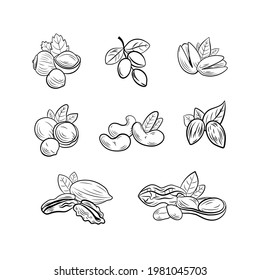 Vector set of outline black and white nut drawings, illustration templates, icons isolated on white background.