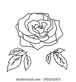 Conjunto vectorial de flor rosa floreciente y hojas aisladas en fondo blanco. Elementos decorativos de rosales dibujados a mano. Silhouettes florales. Elementos gráficos para cortar, imprimir, logotipo, monogramas. 