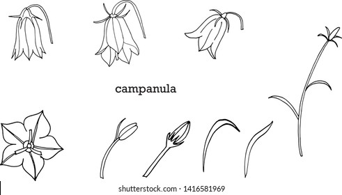 Vector set with outline Campanula or Bellflower or Bluebell flower bunch, leaves and bud in black isolated on white background. 