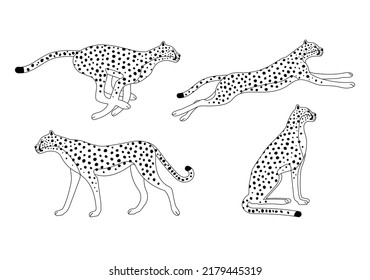 Vector Set Of Outline Cheetah Isolated On White Background