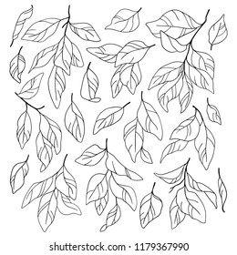 Vector set of outline drawings of leaves.