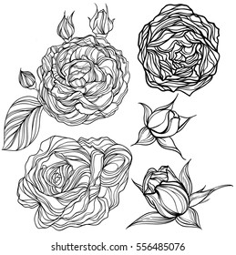 vector set of outline flowers isolated on white background. Linear silhouette illustrations of roses, flowers and leaves
