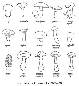 vector set of outline illustration -  mushrooms