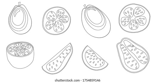 Vector set of outline Psidium guajava fruits. Isolated sketch of guava. Tropical exotic black and white slice and whole guava