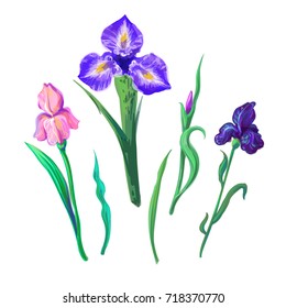 Vector set with outline purple, lilac and yellow Iris flower, bud and leaves isolated on white background. Ornate flowers for spring or summer design, greeting card with Irises in contour style