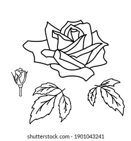 Vektorgrafik-Skizze Rosenblatt, Blume und Blätter einzeln auf weißem Hintergrund. Handgezeichnete Rosendekorationselemente. Blumensilhouetten. Grafische Elemente für Schnitt, Druck, Logo, Monogramme. 